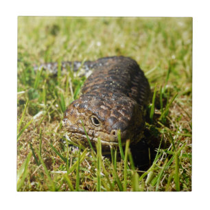 Blauzungenechse, die im Gras einbricht, Fliese