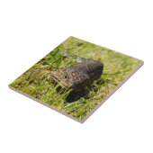 Blauzungenechse, die im Gras einbricht, Fliese (Seite)