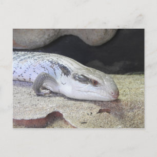 Blauzungenkrankheit Postkarte