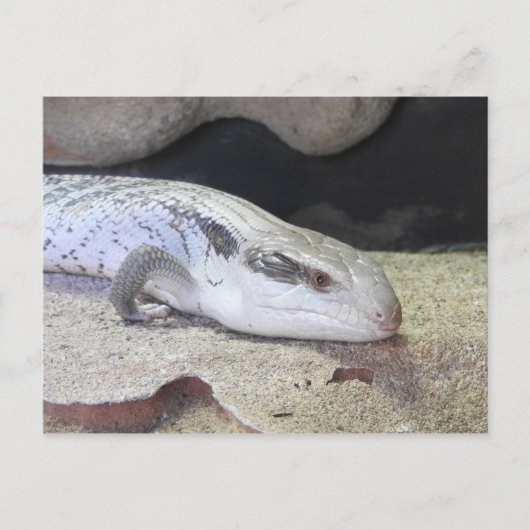 Blauzungenkrankheit Postkarte (Vorderseite)