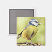 Blauzungenvogel Magnet (Vorderseite/Rückseite)