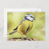 Blauzungenvogel Postkarte (Vorne/Hinten)
