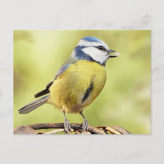 Blauzungenvogel Postkarte (Vorderseite)