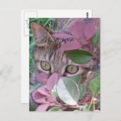 Blaze Cat Eyes Postcard Postkarte (Vorne/Hinten)