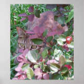 Blaze Cat Eyes Poster (Vorne)