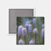 Blazing Star Blume Magnet (Vorderseite/Rückseite)
