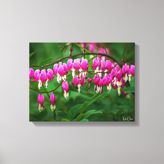Bleeding Heart Canvas Print Leinwanddruck (Vorderseite)