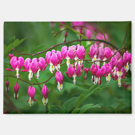 Bleeding Heart Flower Magnet