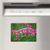 Bleeding Heart Flower Magnet (In Situ (Geschirrspüler))