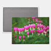 Bleeding Heart Flower Magnet (Vorderseite/Rückseite)