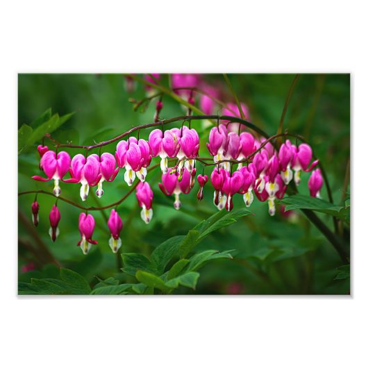 Bleeding Heart Flowers Fotodruck (Vorne)