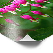 Bleeding Heart Flowers Fotodruck (Ecke)