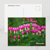 Bleeding Hearts Postcard Postkarte (Vorne/Hinten)