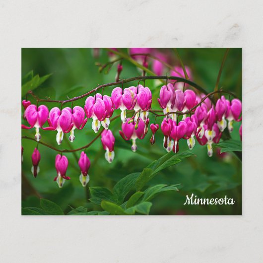 Bleeding Hearts Postcard Postkarte (Vorderseite)