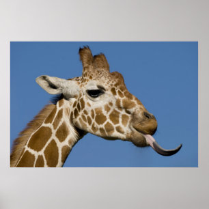 Bleeeh Poster