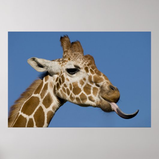 Bleeeh Poster (Vorne)