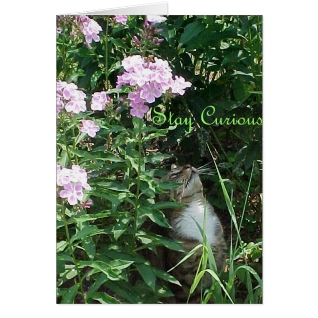 Bleibe Curious (Vorne)