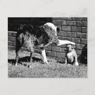 - - - Bleibe - - - - - Postkarte