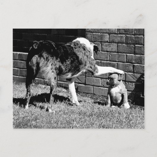 - - - Bleibe - - - - - Postkarte (Vorderseite)