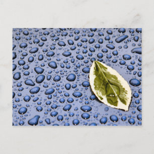 Bleichen und Wassertropfen Postkarte