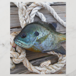 Bleichfische auf Dock und Seil