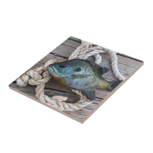 Bleichfische auf Dock und Seil Fliese (Seite)