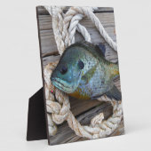 Bleichfische auf Dock und Seil Fotoplatte (Seite)