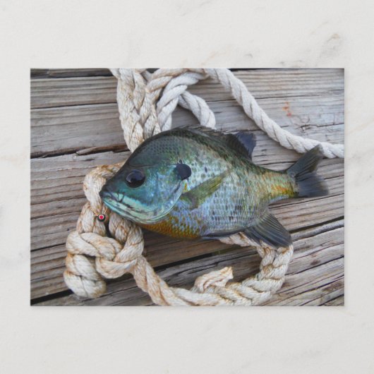 Bleichfische auf Dock und Seil Postkarte (Vorderseite)