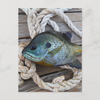 Bleichfische auf Dock und Seil Postkarte