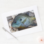 Bleichfische auf Dock und Seil Rechteckiger Aufkleber (Umschlag)