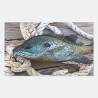 Bleichfische auf Dock und Seil Rechteckiger Aufkleber