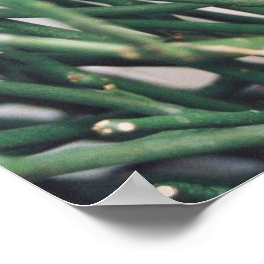 Bleistift-Kaktus - individuell angepasst Poster (Ecke)