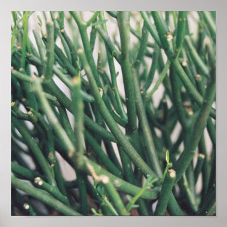 Bleistift-Kaktus - individuell angepasst Poster