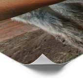 Bleistift Vs Kamera - Crazy Donkeys Poster (Ecke)