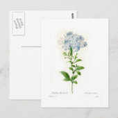 Bleiwurz Postkarte (Vorne/Hinten)