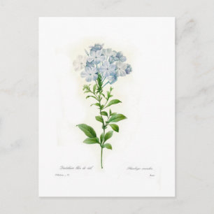 Bleiwurz Postkarte