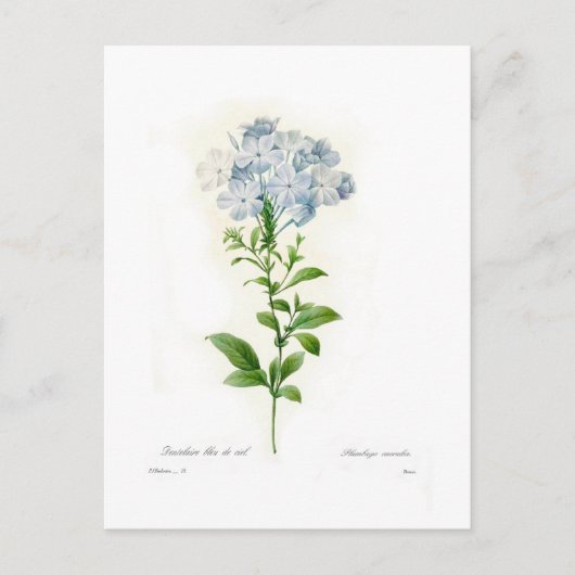 Bleiwurz Postkarte (Vorderseite)