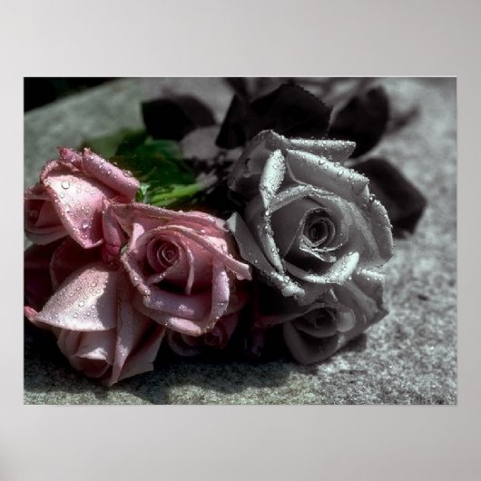 Blended Rose, Schwarz-, Weiß- und Farbposter Poster (Vorne)