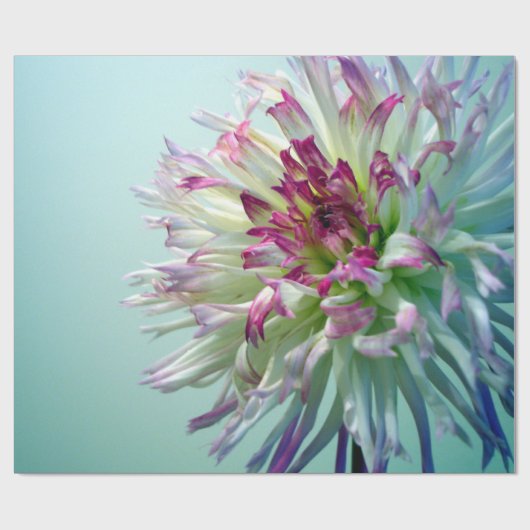 Blenden Sie mich, Dahlie! Geschenkpapier (Flach)