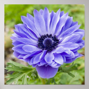 Blendenwerbung Poster