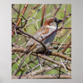 Blending In Poster (Vorne)