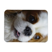 Blenheim Cavalier Flexible Foto Magnet (Horizontal)