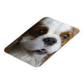 Blenheim Cavalier Flexible Foto Magnet (Linke Seite)