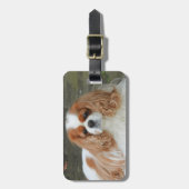 Blenheim Cavalier King Charles Puppy Dog Gepäckanhänger (Vorderseite vertikal)