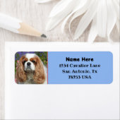 Blenheim Cavalier King Charles Rücksendeadresse (Insitu)