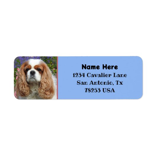 Blenheim Cavalier King Charles Rücksendeadresse (Vorne)