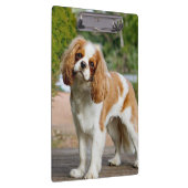Blenheim Cavalier King Charles Spaniel Dog Klemmbrett (Rechts)