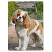 Blenheim Cavalier King Charles Spaniel Dog Klemmbrett (Vorderseite)