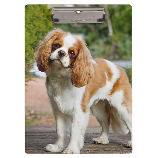 Blenheim Cavalier King Charles Spaniel Dog Klemmbrett (Vorderseite)
