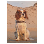 Blenheim Cavalier King Charles Spaniel Dog Klemmbrett (Rückseite)